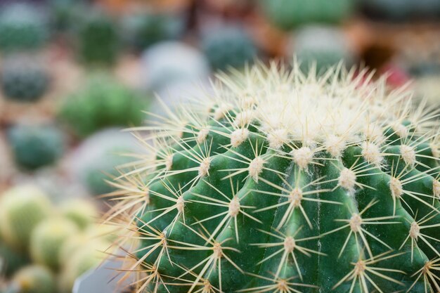 Foto kaktus im topf zum dekorieren des gartenbildes im vintage-stil bild hat eine geringe schärfentiefe