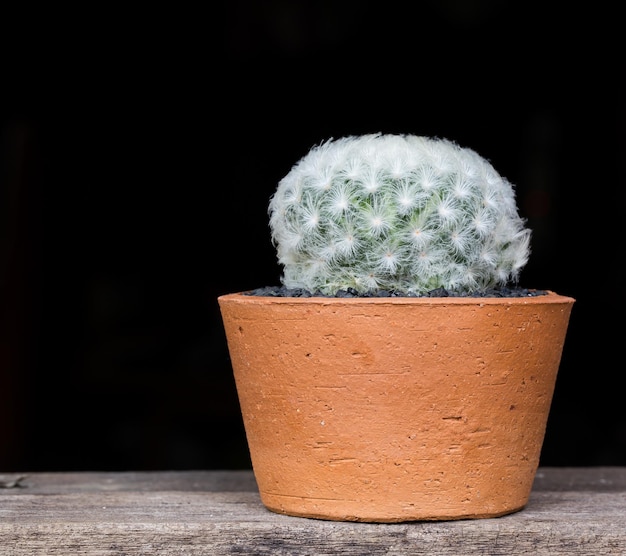 Kaktus im Topf zum Dekorieren von Gartenbildern im Vintage-Stil