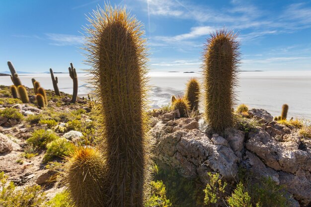 Kaktus in Bolivien