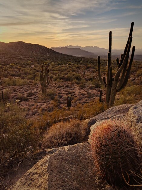 Foto kaktus in der wüste gegen den himmel bei sonnenuntergang