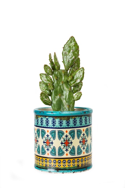 Kaktus in einem dekorierten Topf auf weißem Hintergrund