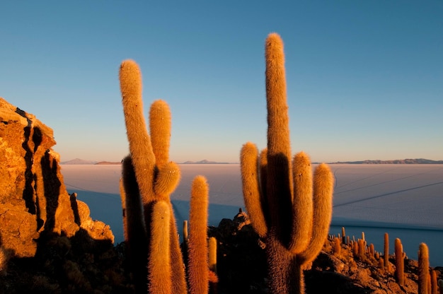 Kaktus Insel Incahuasi Salar de Uyuni Potosi Bolivien Südamerika