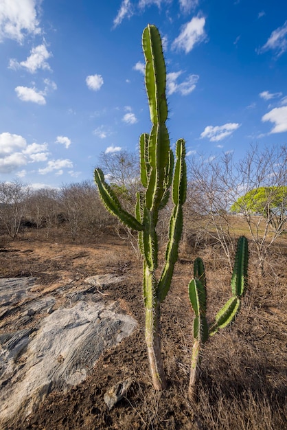 Kaktus Mandacaru Kaktus stammt aus dem Hinterland von Paraiba Brasilien