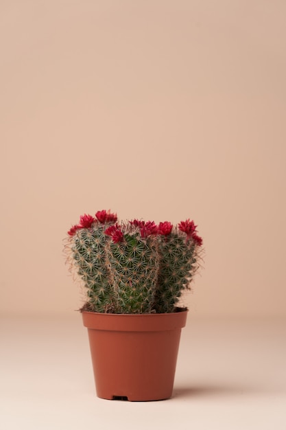 Kaktus mit Blume in einem braunen Topf. Blühender Kaktus auf rosa Oberfläche mit Kopierraum