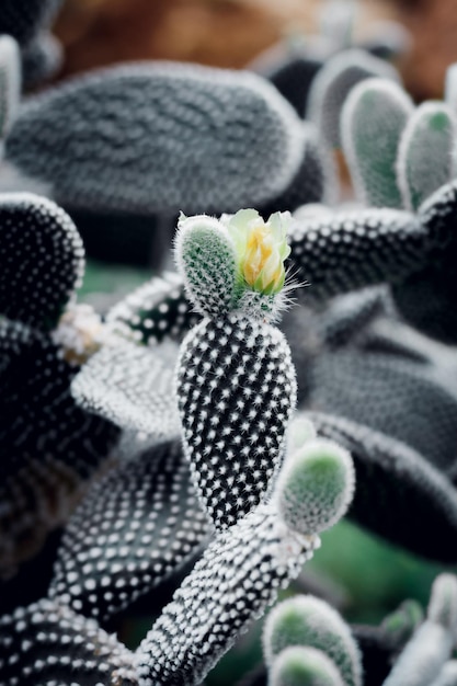 Kaktus mit gelber Blumennahaufnahmebeschaffenheit