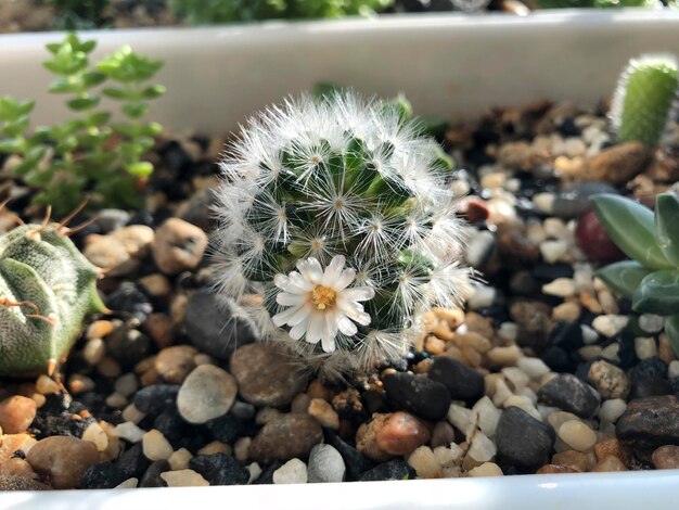 Foto kaktus mit weißer blüte im topf