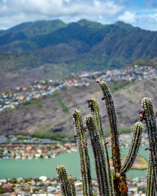 kaktus nahaufnahme mit hintergrund des panoramas der insel oahu und honolulu von der spitze des koko-kraters