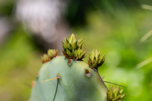 Kaktus Opuntia leucotricha Pflanze mit Stacheln Nahaufnahme Grüner Pflanzenkaktus mit Stacheln und getrockneten BlumenIndische Feige Opuntia Barbary fig