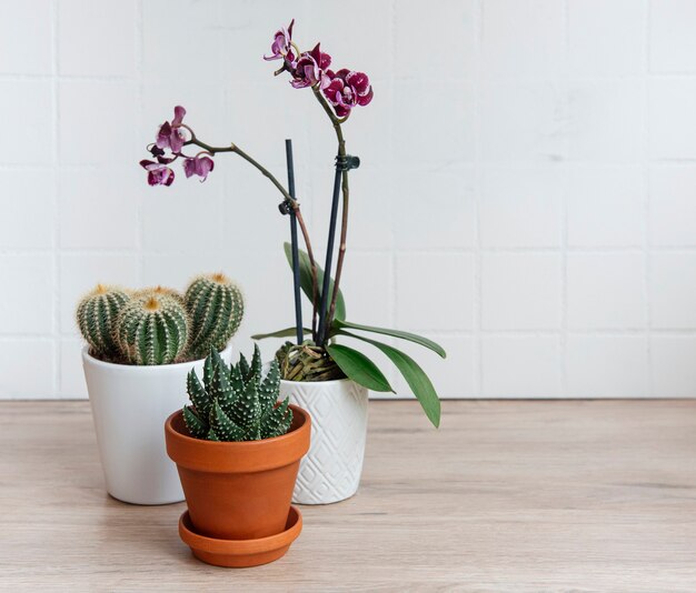 Kaktus, Orchideenblüten und Sukkulenten in Töpfen auf dem Tisch, Zimmerpflanzen