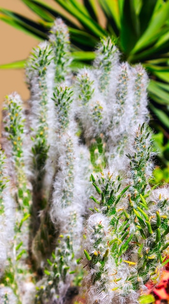 Kaktus stachelige saftige grüne Pflanzen mit Dornen und Spinnweben