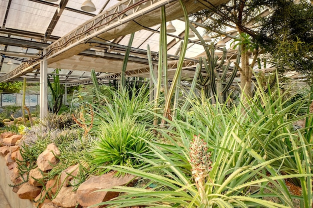 Kaktus Sukkulente im Glashaus