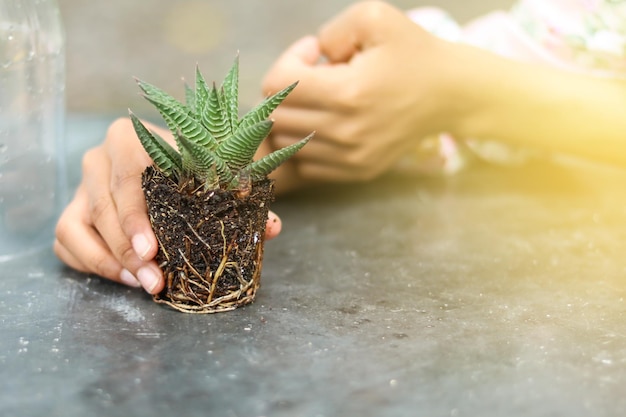 Kaktus-Sukkulente oder Haworthia mit Wurzeln mit Handhaltung zur Pflege von Pflanzen im Garten oder Repottin