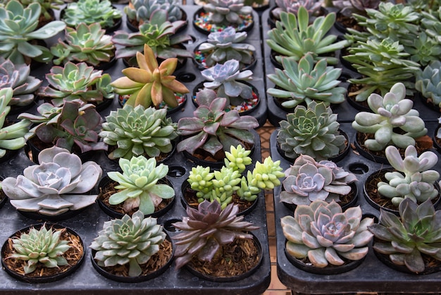 Kaktus-Sukkulentenplantage im Kindergarten, Kleiner Kaktus in Container zu verkaufen