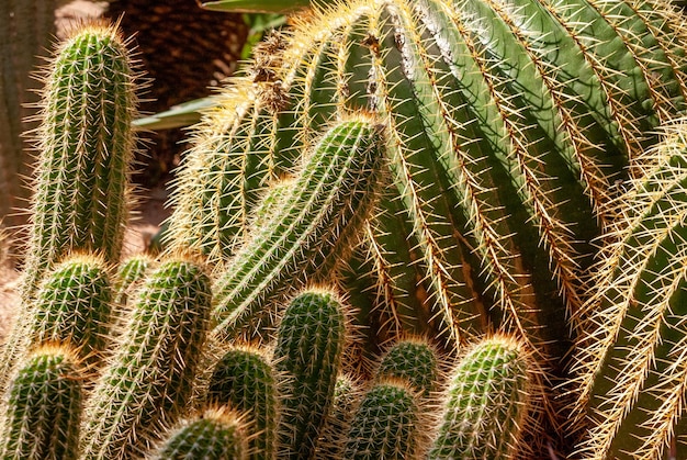 Kaktus und Aloe Vera im Garten Majorelle in Marrakesch, Marokko