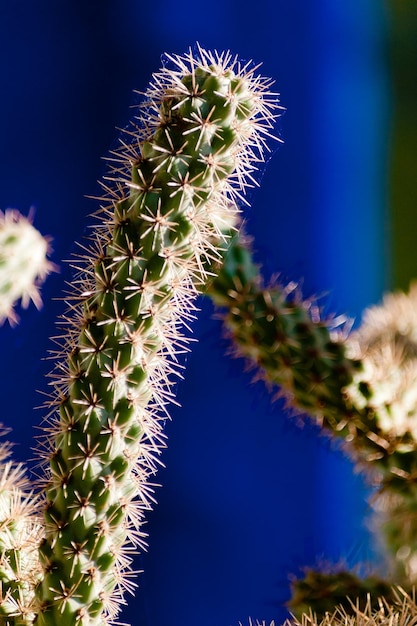 Kaktus und Aloe Vera im Garten Majorelle in Marrakesch, Marokko