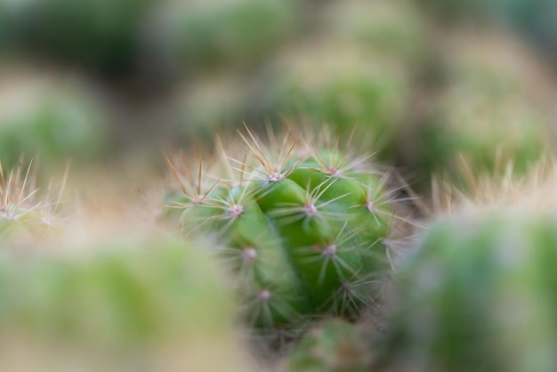 Kaktus und Kaktusblüten beliebt für dekorative Zwecke