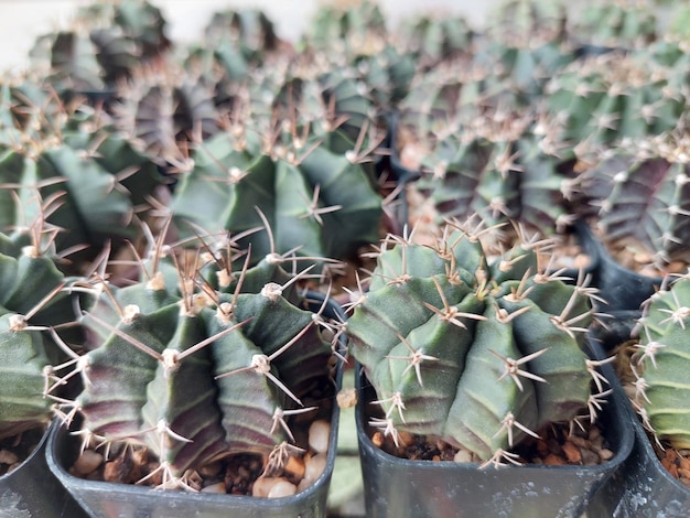 Kaktus und Kaktusblüten beliebt für dekorative Zwecke