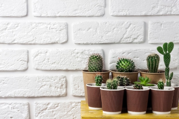 Kaktus- und Sukkulentensammlung in Pappbechern auf kleinem gelbem Tisch auf weißem Backsteinmauerhintergrund. Haus & Garten. Platz kopieren
