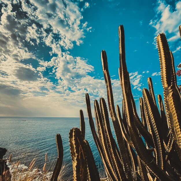 Foto kaktus wächst am strand gegen den himmel