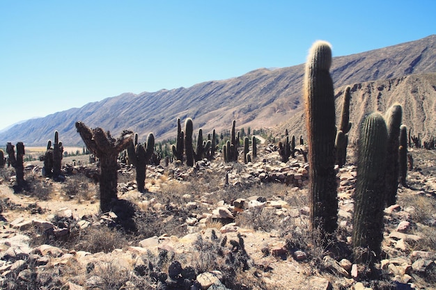 Foto kaktus wächst in der wüste vor klarem himmel