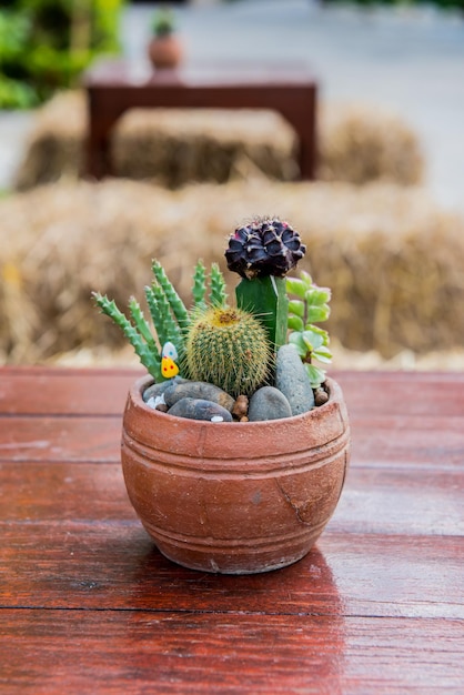 Foto kaktus, zuckerpalmenblatt, dekoration im garten