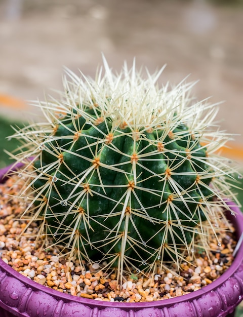 Kaktus, Zuckerpalmenblatt, Dekoration im Garten