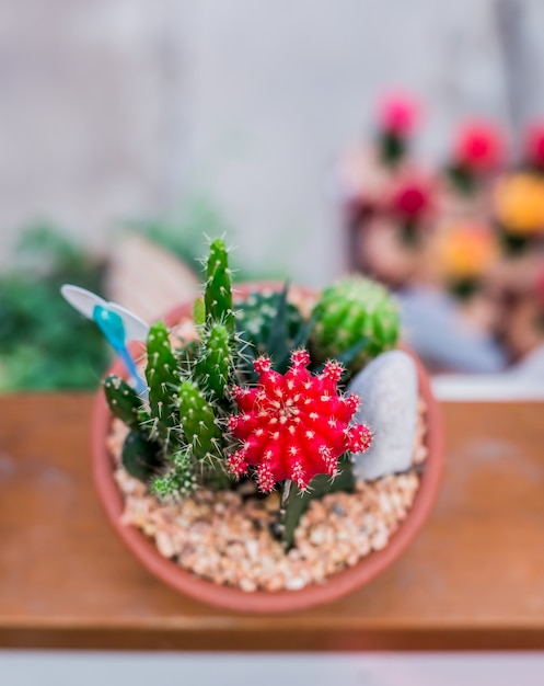 Kaktus, Zuckerpalmenblatt, Dekoration im Garten