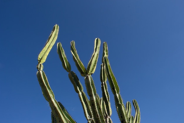 Kaktusbaum an einem sonnigen Tag