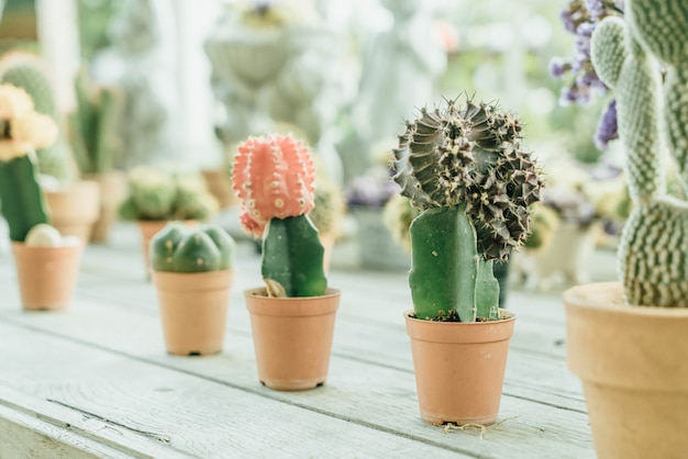 Foto kaktusblüte im topf