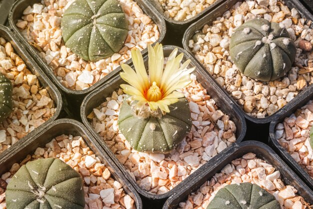 Kaktusblüten, Astrophytum-Asterien mit gelber Blüte blühen auf Topf, Sukkulente, Kakteen, Kakteen, Baum, dürretolerante Pflanze.