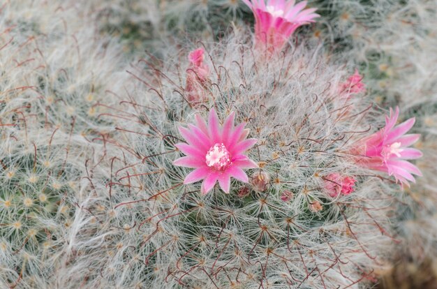 Kaktusblüten