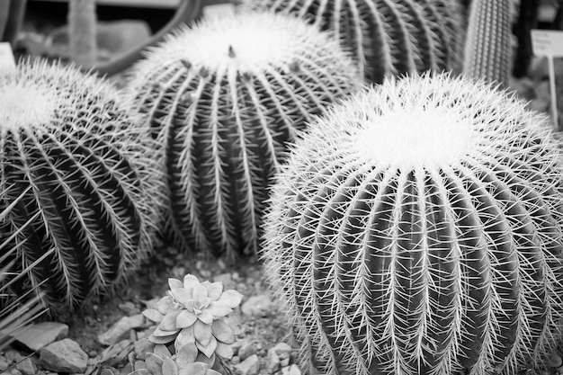 Kaktusblume der großen runden grünen Pflanze mit stacheligen Dornen als natürlicher Hintergrund