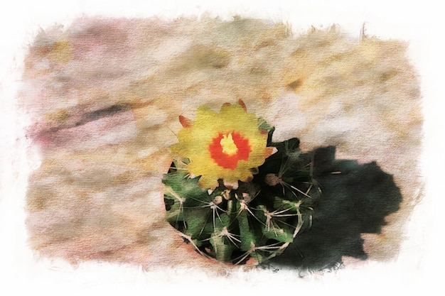 Kaktusblumen in Sammlung, Aquarellzeichnung