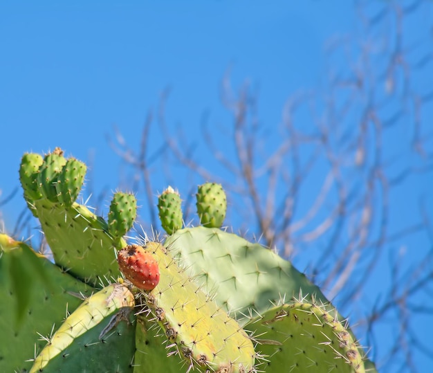 Kaktusfeigen hautnah an einem sonnigen Tag