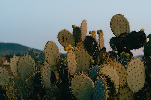 Kaktusfeigenpflanze mit Früchten.