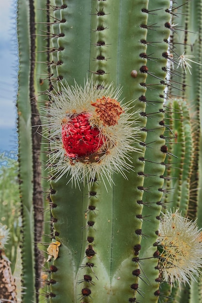 Kaktusgarten, der an einem bewölkten Tag reiche Pitayas-Kugeln mit Dornen auf den Organen gibt