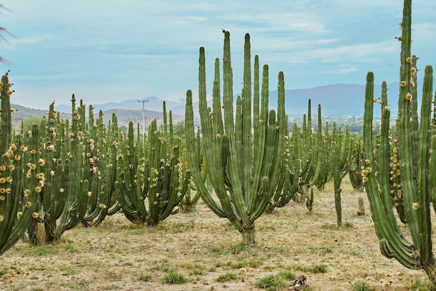 Kaktusgarten, der an einem bewölkten Tag reiche Pitayas-Kugeln mit Dornen auf den Organen gibt