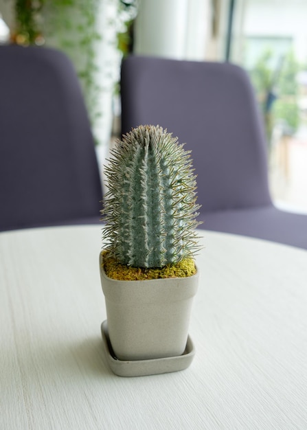 Kaktusgrünes Blatt in Vase auf dem Tisch