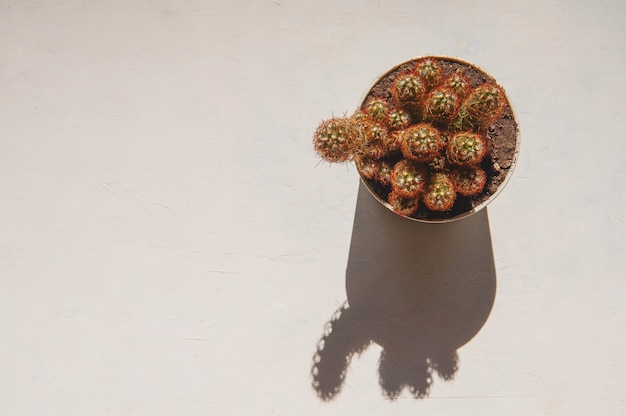 Foto kaktuskeramik im topf auf einem weißen raum und weißem hintergrund.