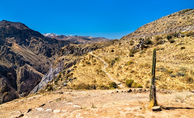 Kaktuspflanze am Colca Canyon in Peru