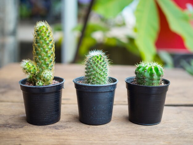 Kaktuspflanze im Blumentopf, Houseplant-Konzept