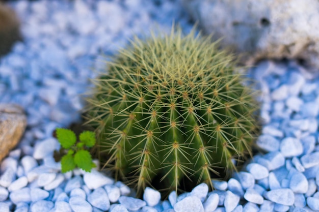 Kaktuspflanze in Italien an einer Straße, die aus Steinen pflanzt
