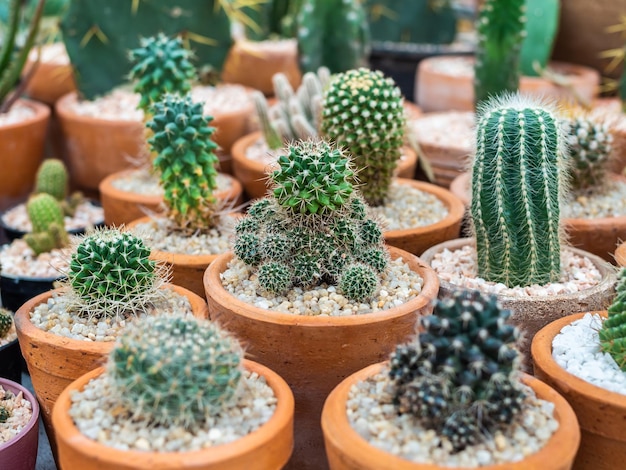 Kaktuspflanze in Töpfen