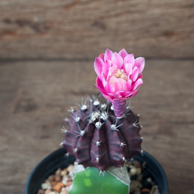 Kaktuspflanze mit blühender Blume des Rosas auf Holztisch