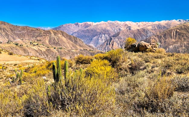 Kaktuspflanzen am Colca Canyon in Peru