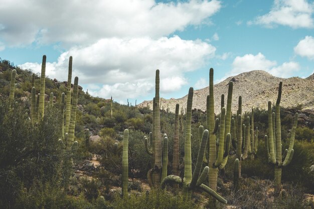 Foto kaktuspflanzen auf einem wüstenhügel unter einem klaren himmel tucson arizona