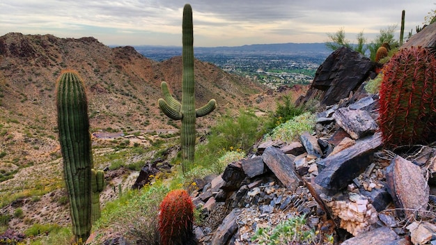 Foto kaktuspflanzen in den bergen