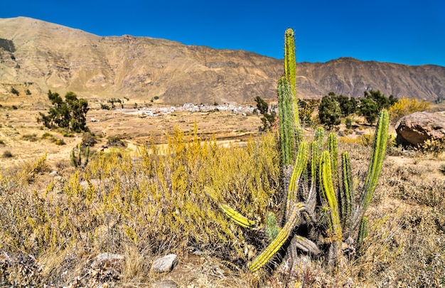 Kaktuspflanzen in der Colca-Schlucht in Peru