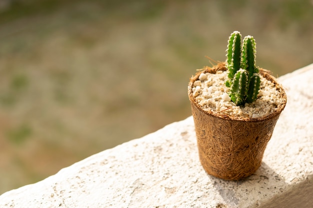 Kaktuspflanzen in Töpfen bestehen aus natürlichen Materialien, die an die Wand gehängt werden
