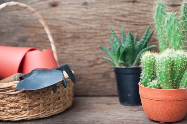 Kaktuspflanzen und Gartenwerkzeuge im Korb auf hölzernem Hintergrund